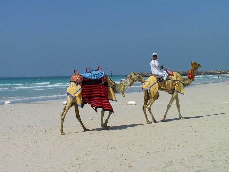 [DOT CD04] United Arab Emirates - Dubai Beach Life - Camels; DISPLAY FULL IMAGE.