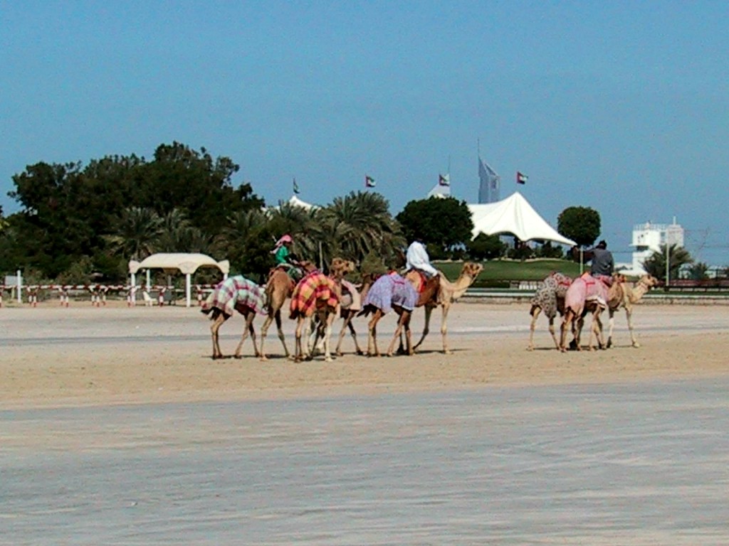 [DOT CD04] United Arab Emirates - Dubai Beach Life - Camels; Image ONLY