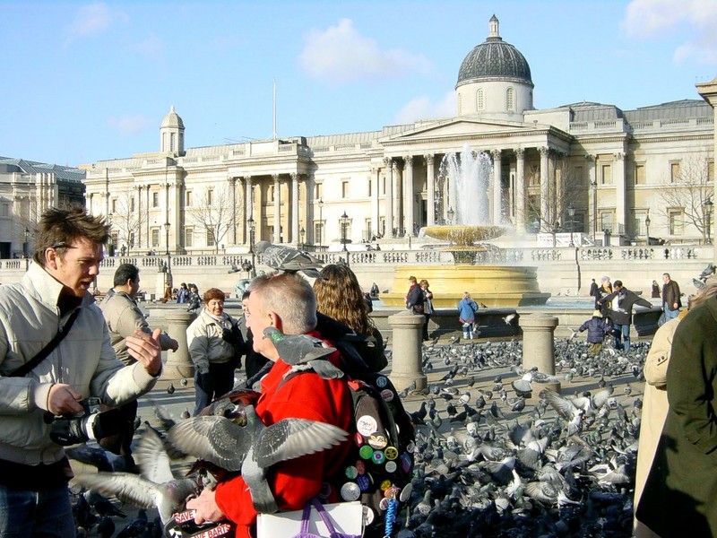 [DOT CD04] United Kingdom - London Trafalgar Square - Pigeons; DISPLAY FULL IMAGE.