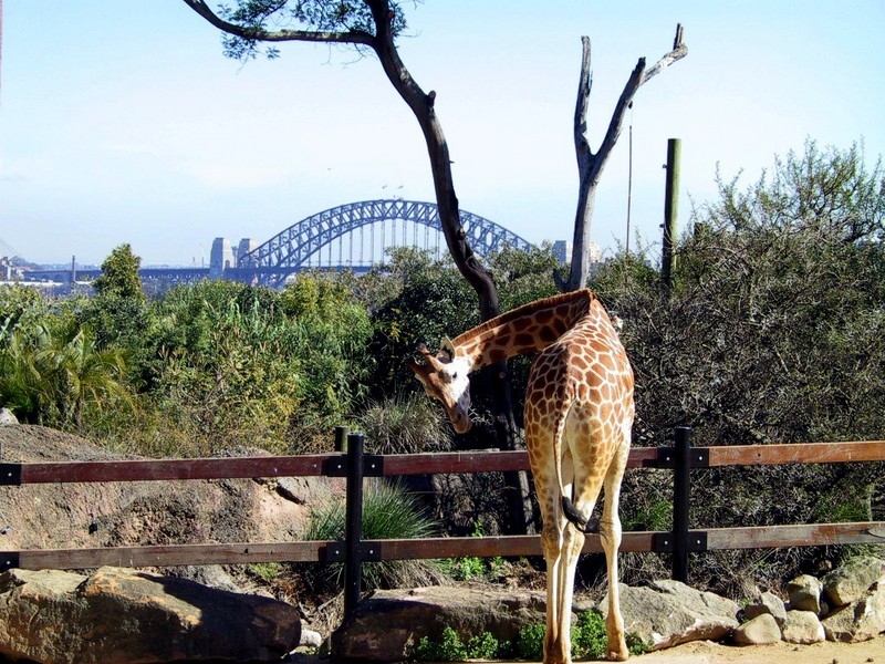 [DOT CD05] Australia - Sydney Harbour Bridge - Giraffe; DISPLAY FULL IMAGE.