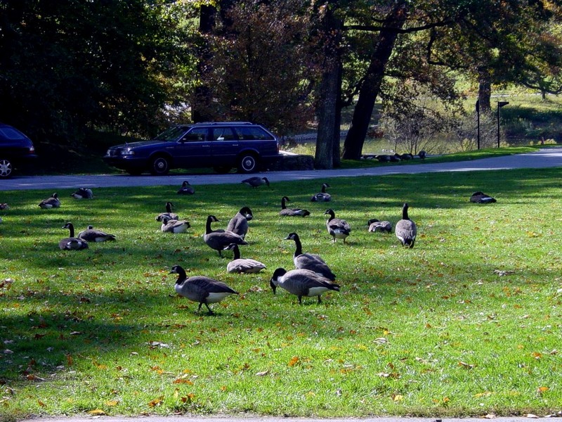 [DOT CD05] Delaware - Winterthur Gardens - Canada Geese; DISPLAY FULL IMAGE.