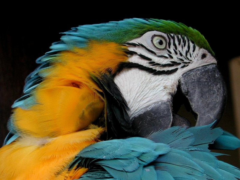 [DOT CD05] Indonesia Bali - Blue-and-gold Macaw; DISPLAY FULL IMAGE.