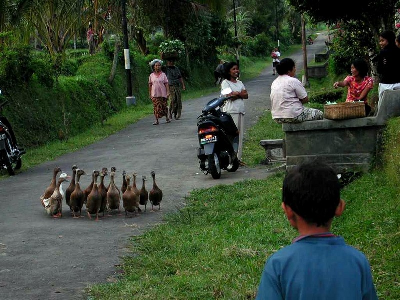 [DOT CD05] Indonesia Bali - Domestic Ducks; DISPLAY FULL IMAGE.