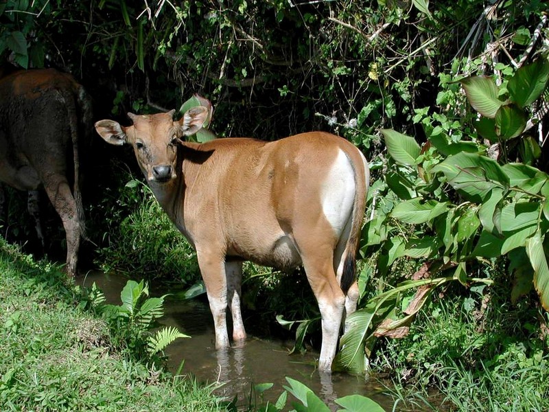 [DOT CD05] Indonesia Bali - Young Cow; DISPLAY FULL IMAGE.