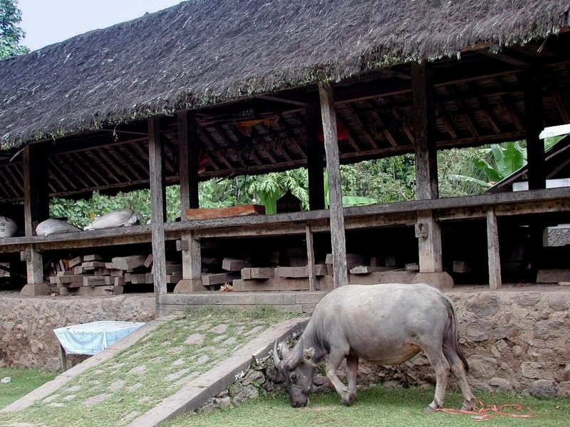 [DOT CD05] Indonesia Bali - Bale Agung Meeting Place - Cow; DISPLAY FULL IMAGE.
