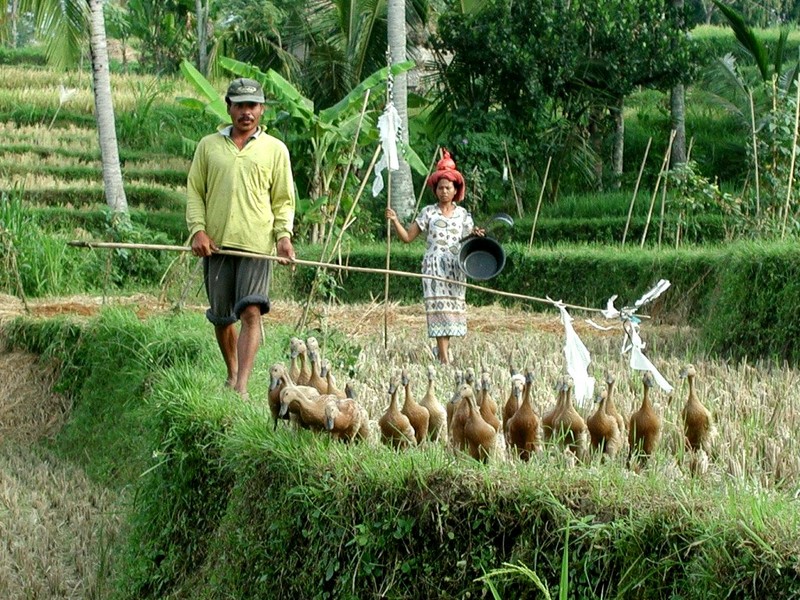 [DOT CD05] Indonesia Bali - Domestic Ducks; DISPLAY FULL IMAGE.