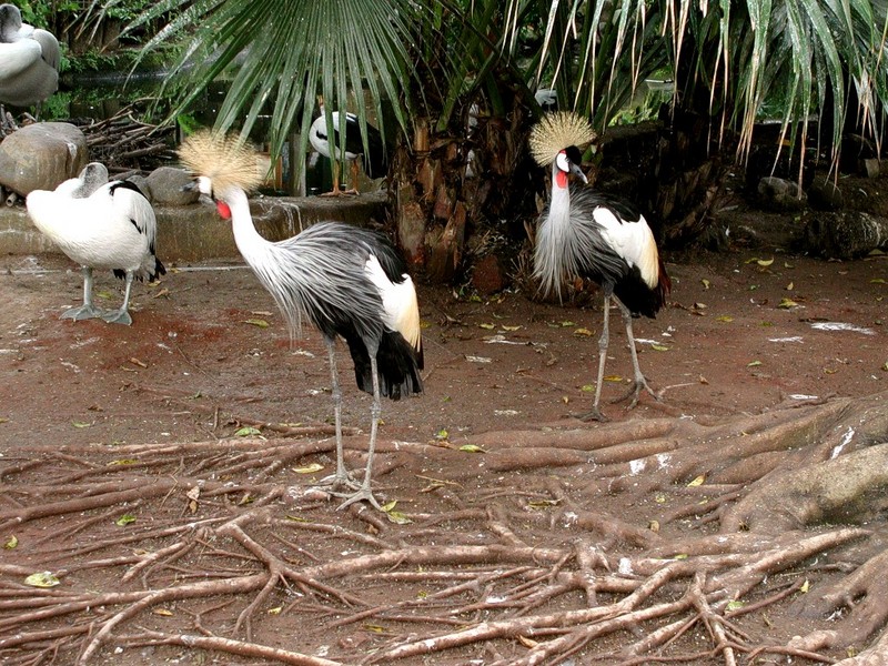 [DOT CD05] Indonesia Bali - Taman Burung Bird Park - Grey Crowned Cranes; DISPLAY FULL IMAGE.