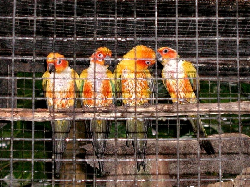 [DOT CD05] Indonesia Bali - Taman Burung Bird Park - Sun Conure group in cage; DISPLAY FULL IMAGE.