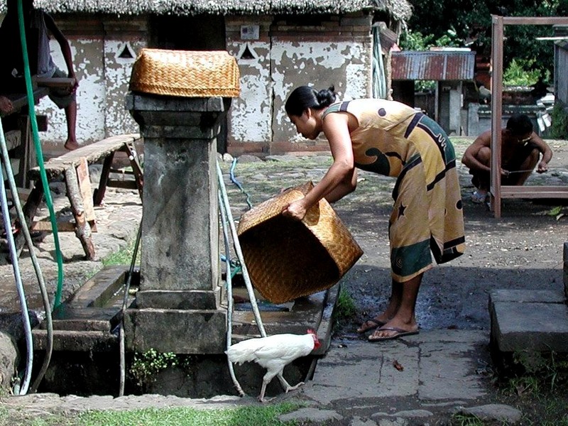 [DOT CD05] Indonesia Bali - Tenganan Traditional Village - White Chicken; DISPLAY FULL IMAGE.