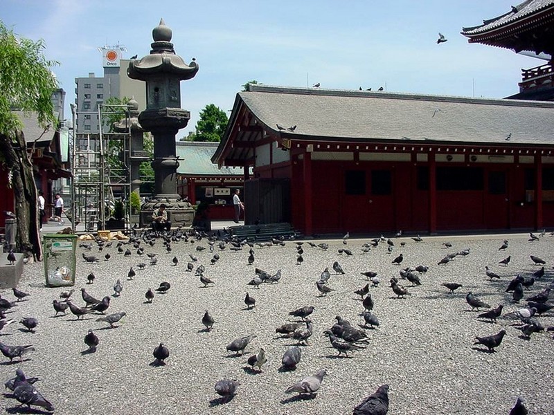 [DOT CD05] Japan Tokyo - Asakusa Temple - Pigeons; DISPLAY FULL IMAGE.