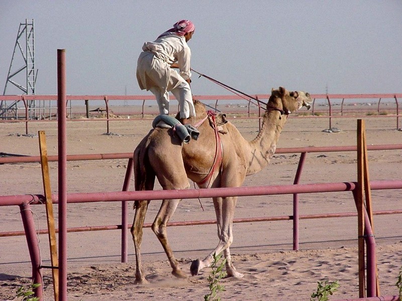 [DOT CD05] Kuwait City - Camel; DISPLAY FULL IMAGE.