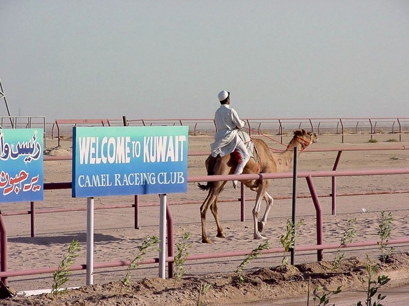 [DOT CD05] Kuwait City - Camel; DISPLAY FULL IMAGE.