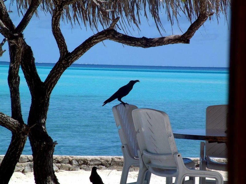 [DOT CD05] Maldives Ari Beach Resort - Raven; DISPLAY FULL IMAGE.