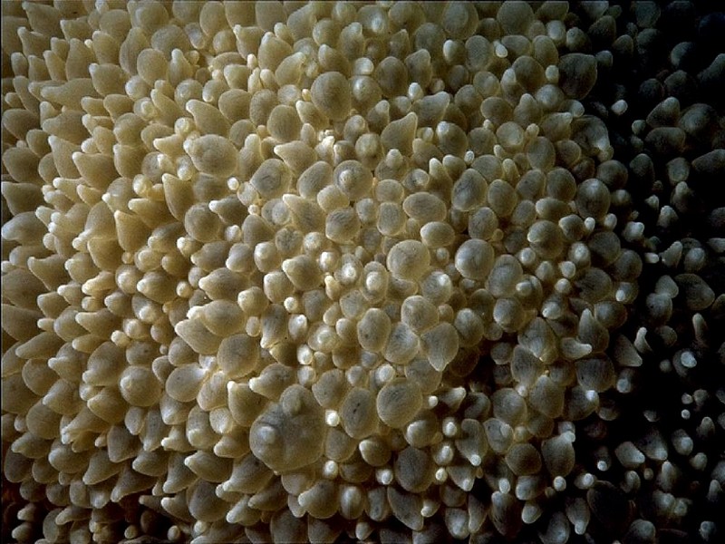 [DOT CD05] Maldives - Sea Anemone; DISPLAY FULL IMAGE.