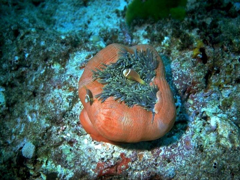 [DOT CD05] Maldives - Sea Anemone & Anemonefish; DISPLAY FULL IMAGE.