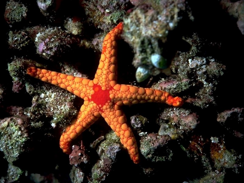 [DOT CD05] Maldives - Sea Star; DISPLAY FULL IMAGE.