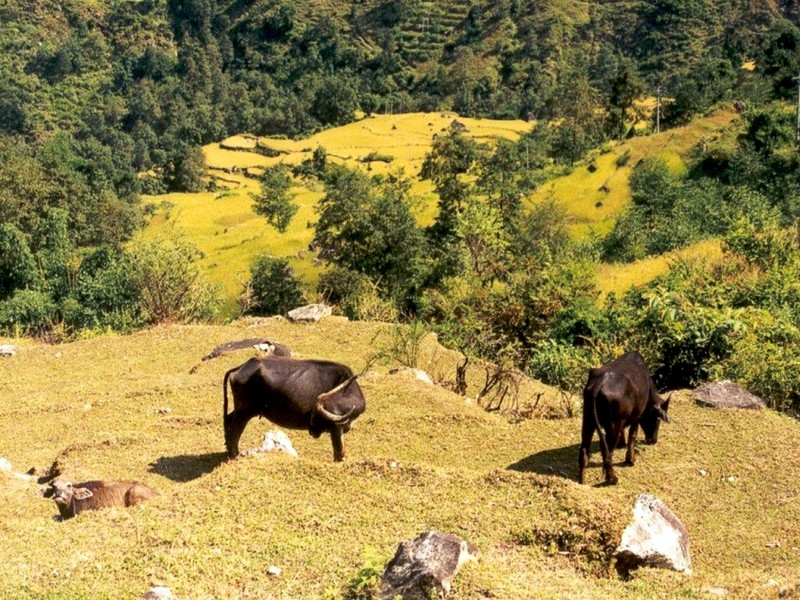 [DOT CD05] Nepal - Buffalo; DISPLAY FULL IMAGE.