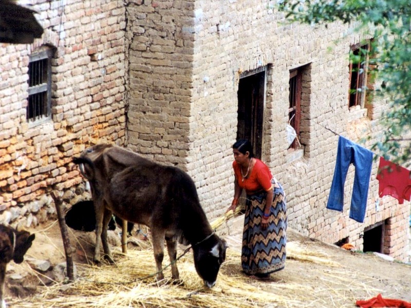 [DOT CD05] Nepal - Cow; DISPLAY FULL IMAGE.