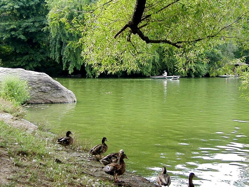 [DOT CD05] New York City - Manhattan Central Park - Ducks; DISPLAY FULL IMAGE.