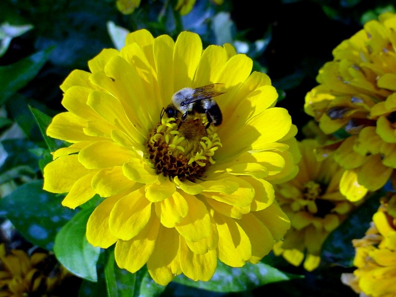 [DOT CD05] Ontario Ottawa Commisaires Park - Bumblebee; DISPLAY FULL IMAGE.