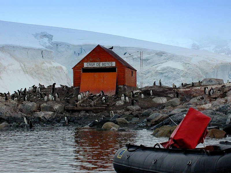 [DOT CD06] Antarctica - Gentoo Penguins; DISPLAY FULL IMAGE.