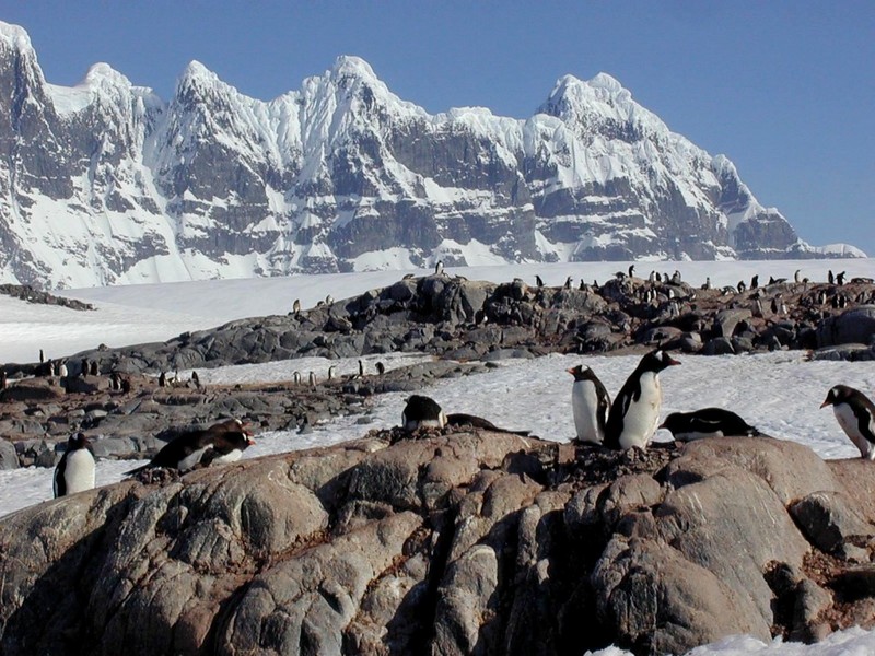 [DOT CD06] Antarctica - Gentoo Penguins; DISPLAY FULL IMAGE.