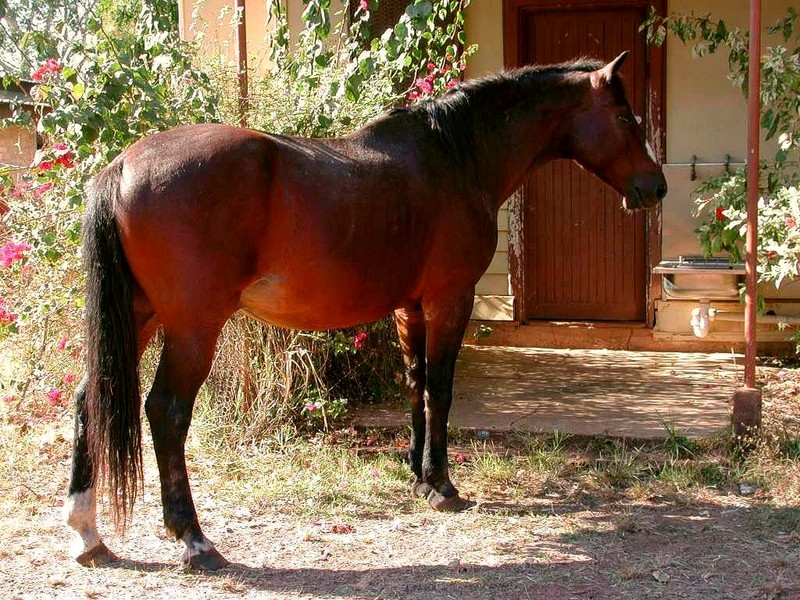 [DOT CD06] Australia - Northern Territory - Bathurst Island - Horse; DISPLAY FULL IMAGE.