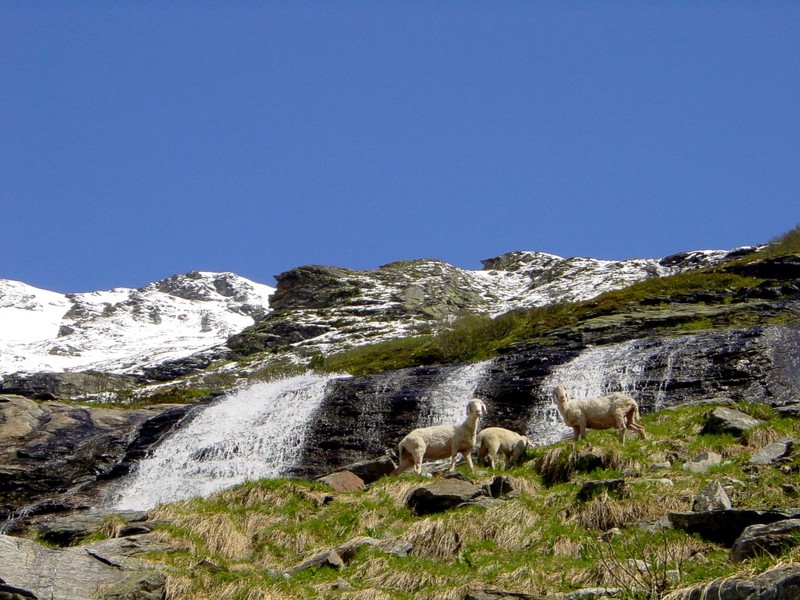[DOT CD06] Austria Tyrol Grossvenediger - Sheep; DISPLAY FULL IMAGE.