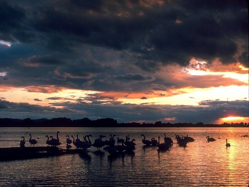 [DOT CD06] Austria Vorarlberg Fussach Lake Constance - Swans; DISPLAY FULL IMAGE.