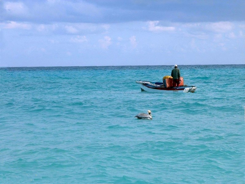 [DOT CD06] Cuba Varadero - Brown Pelican; DISPLAY FULL IMAGE.