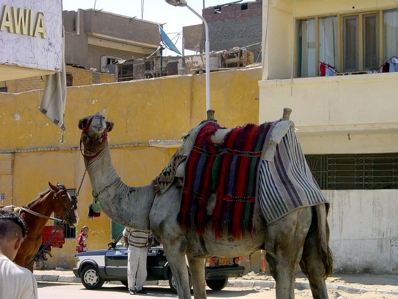 [DOT CD06] Egypt - Cairo Street Scene - Camel; DISPLAY FULL IMAGE.