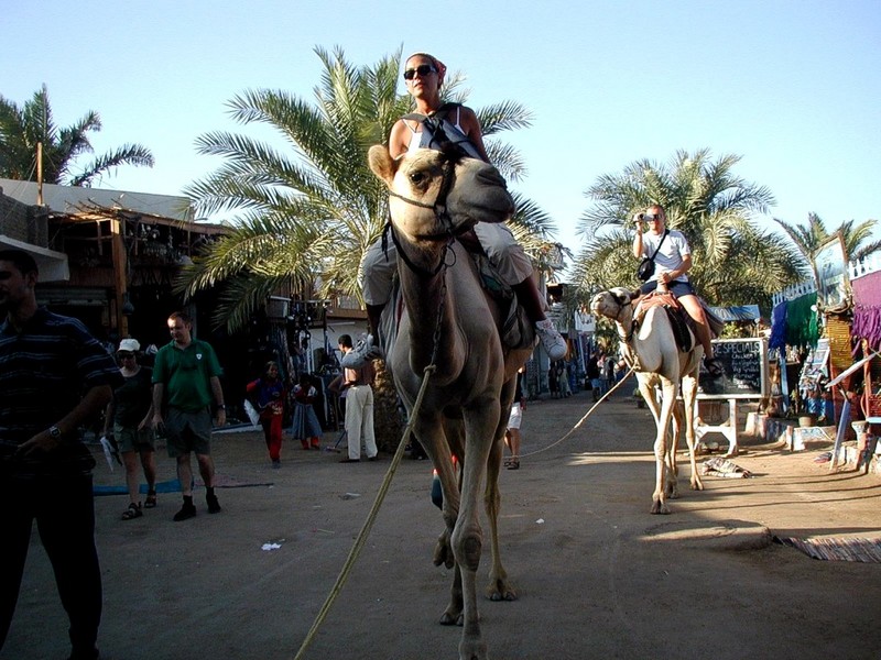 [DOT CD06] Egypt - Dhahab - Camels; DISPLAY FULL IMAGE.