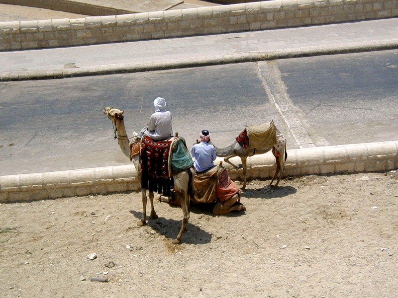 [DOT CD06] Egypt - Giza_Pyramids - Camels; DISPLAY FULL IMAGE.