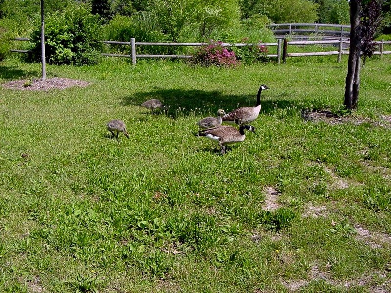 [DOT CD06] Missouri Kansas City - Swope Park Zoo - Canada Goose family (geese); DISPLAY FULL IMAGE.