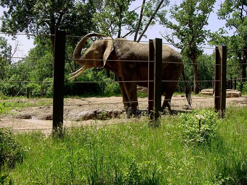 [DOT CD06] Missouri Kansas City - Swope Park Zoo - Elephant; DISPLAY FULL IMAGE.