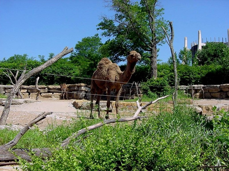 [DOT CD06] Missouri Kansas City - Swope Park Zoo - Camel; DISPLAY FULL IMAGE.