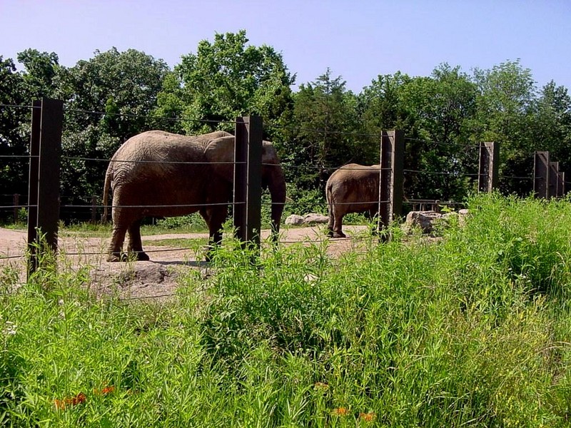 [DOT CD06] Missouri Kansas City - Swope Park Zoo - Elephants; DISPLAY FULL IMAGE.