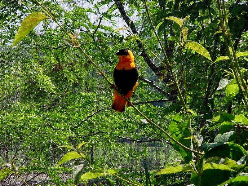 [DOT CD06] Missouri Kansas City - Swope Park Zoo - Weaver?; DISPLAY FULL IMAGE.