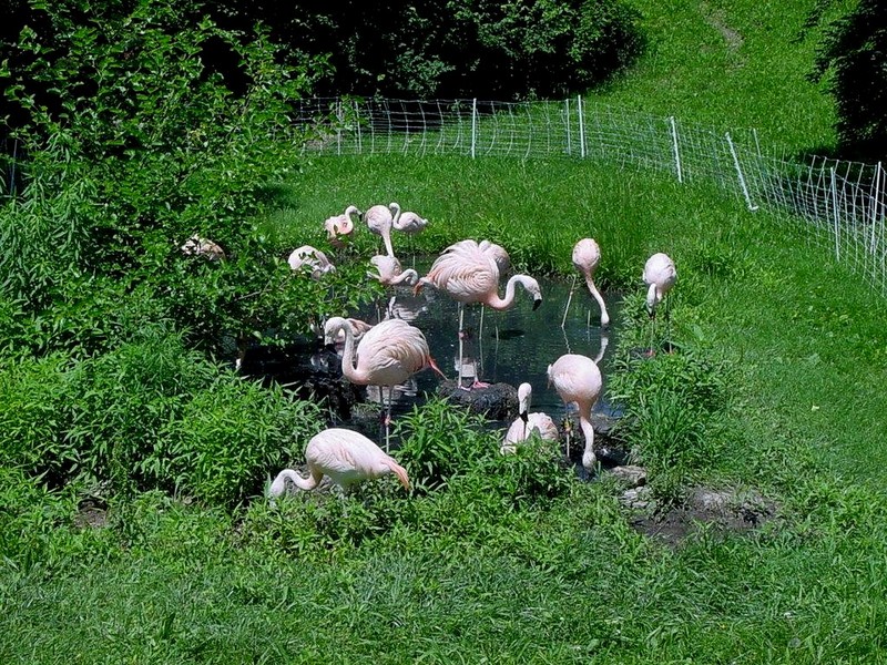 [DOT CD06] Missouri Kansas City - Swope Park Zoo - Flamingo flock; DISPLAY FULL IMAGE.