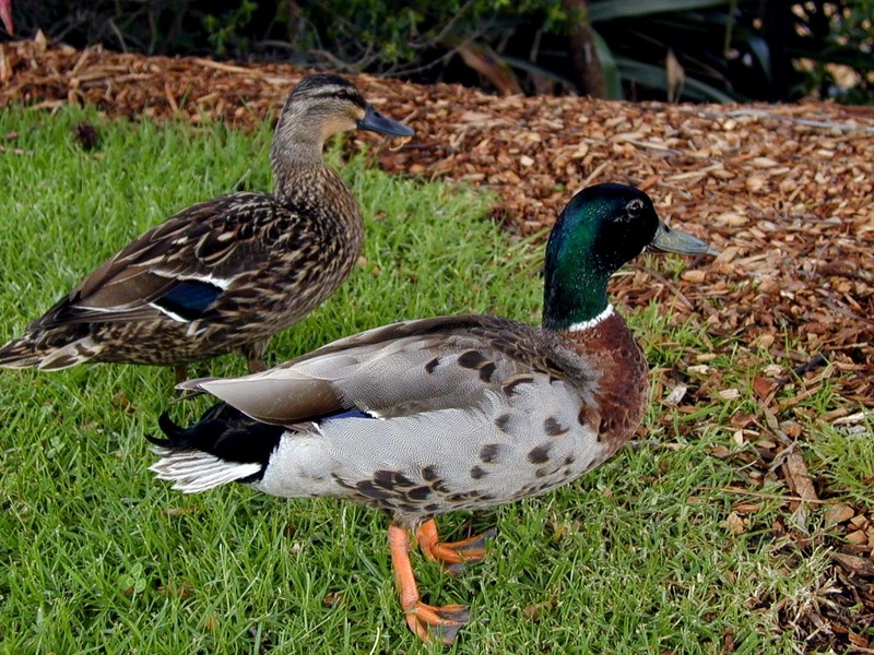 [DOT CD06] New Zealand - Auckland Westwen Park - Mallard Ducks; DISPLAY FULL IMAGE.