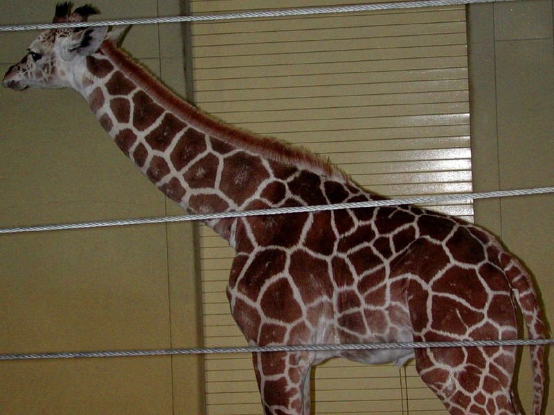 [DOT CD06] Ohio Toledo Zoo - Giraffe - Giraffa camelopardalis; DISPLAY FULL IMAGE.