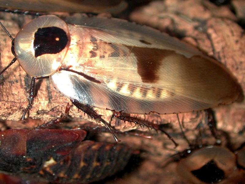 [DOT CD06] Ohio Toledo Zoo - Giant Cockroach (Blaberus giganteus) {!--아마존동굴바퀴-->; DISPLAY FULL IMAGE.