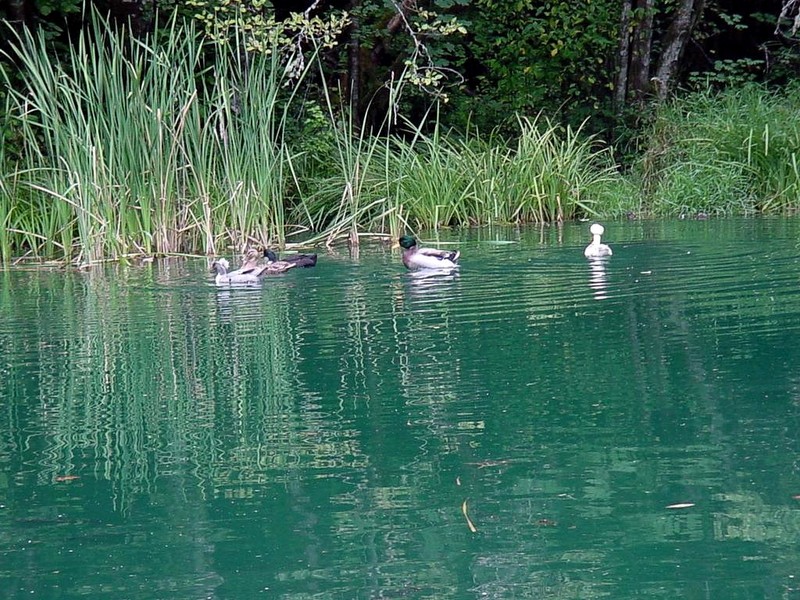 [DOT CD06] Oregon - Silver Fall Area - Mallard Ducks; DISPLAY FULL IMAGE.