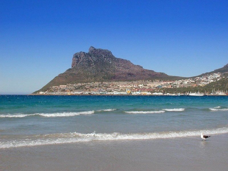 [DOT CD06] South Africa - Cape Town Hout Bay - Gull; DISPLAY FULL IMAGE.