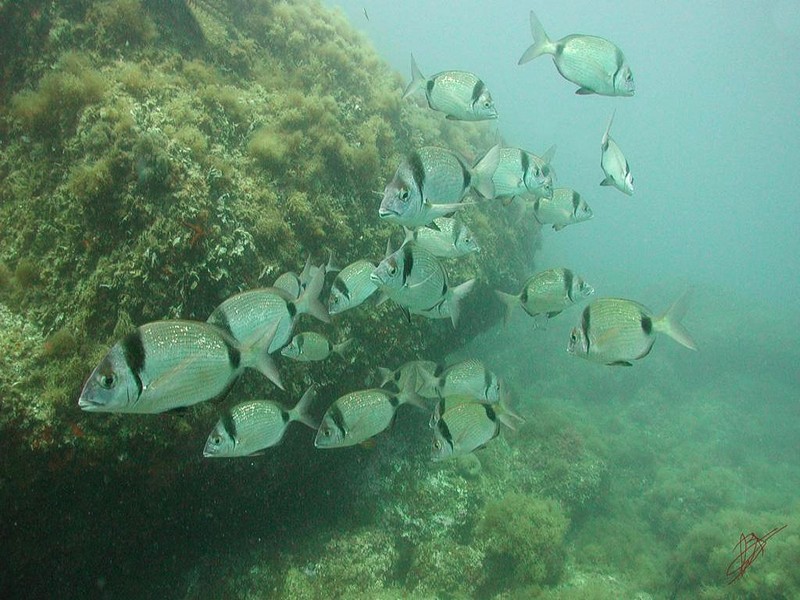 [DOT CD06] Underwater - Spain Cape Creus - Fishes; DISPLAY FULL IMAGE.