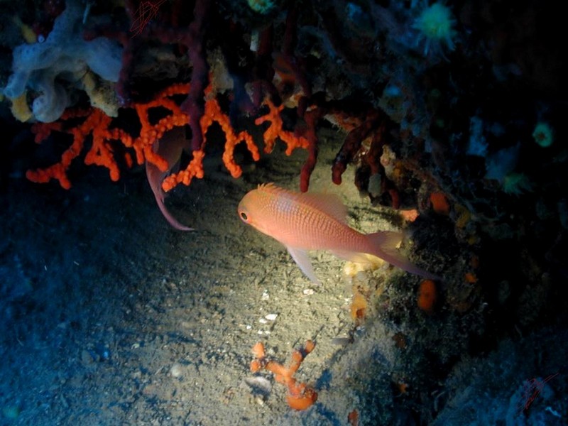 [DOT CD06] Underwater - Spain Cape Creus - Soldierfish?; DISPLAY FULL IMAGE.