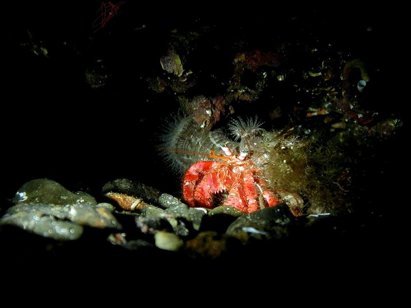 [DOT CD06] Underwater - Spain Cape Creus - Hermit Crab; DISPLAY FULL IMAGE.