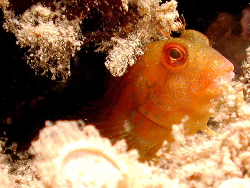 [DOT CD06] Underwater - Spain Cape Creus - Blenny?; DISPLAY FULL IMAGE.