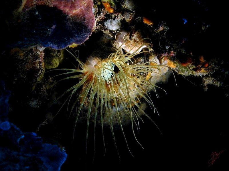 [DOT CD06] Underwater - Spain Cape Creus - Scallop?; DISPLAY FULL IMAGE.