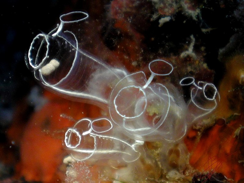 [DOT CD06] Underwater - Spain Cape Creus - Sea Anemone?; DISPLAY FULL IMAGE.